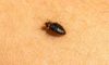 Bed Bug Infestations: Identification, Treatment, and Prevention Guide