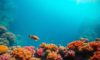Great Blue Hole Belize: A Must-Visit for Divers and Snorkellers