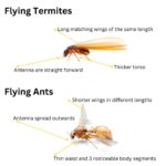 Flying Termites: Importance and Effective Responses