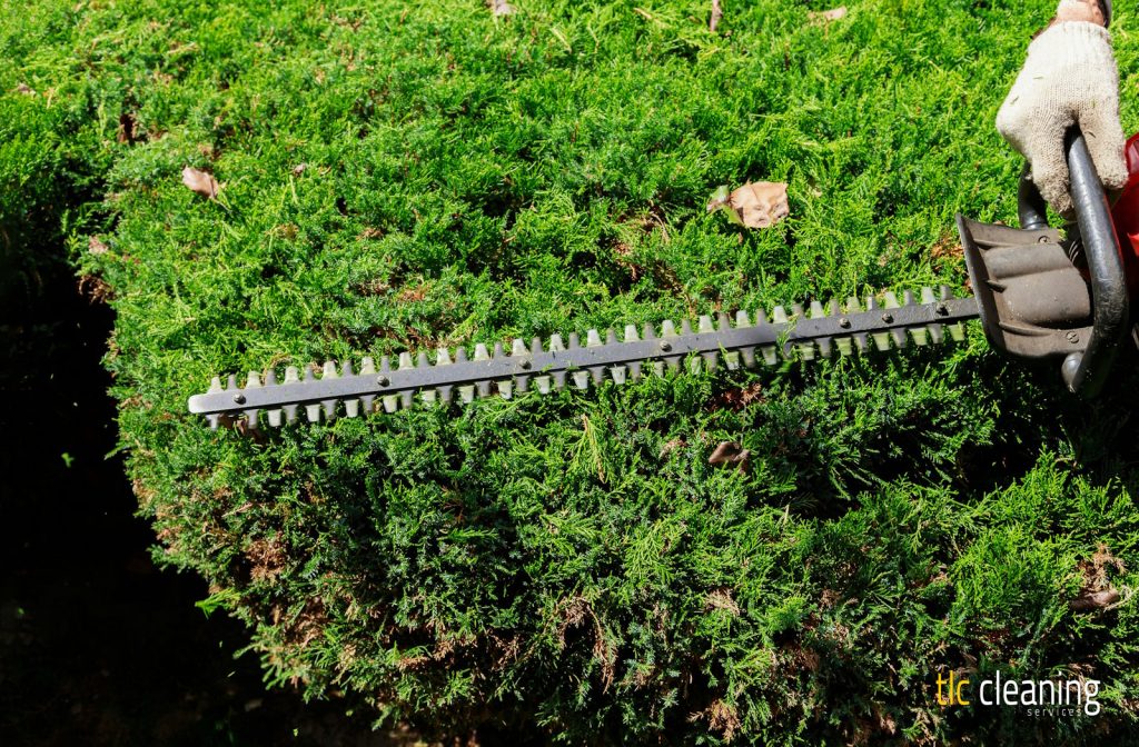 Hedge Trimming Tips for Gorgeous Gardens in West Coker