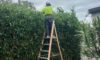 Hedging Plants: Simple Care Options for Newcastle Gardens