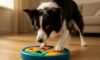 Mental Stimulation for Your Border Collie: Engaging Tips