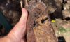 Clay Soil’s Effects on Caboolture’s Plumbing Systems